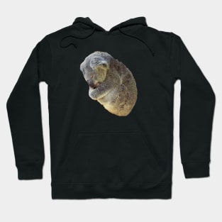 Sleeping Koala Bear Hoodie